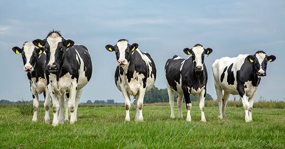 Five cows standing together in a field.